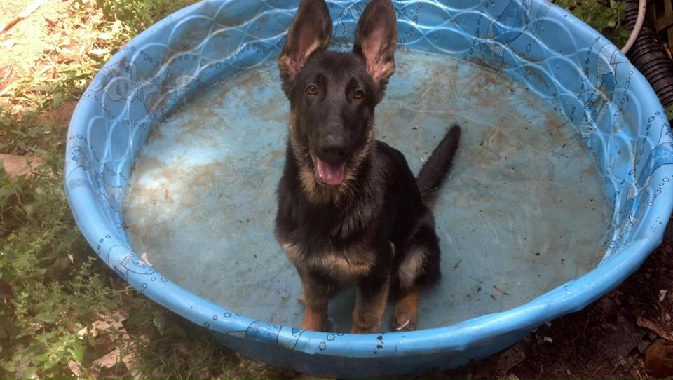 Photo Gallery - The German Shepherd Dog Club of America