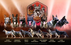 https://www.gsdca.org/wp-content/uploads/2025/08/vonoveren-kennel-flyer-8-2025.jpg