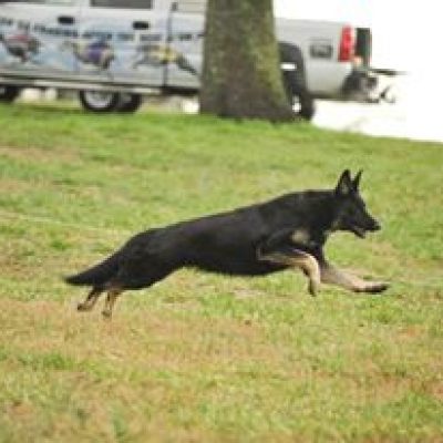 Coursing Ability